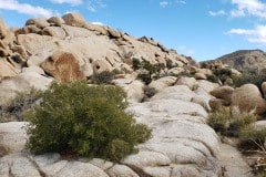 Joshua Tree National Park Baker dam area