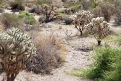 Joshua Tree National Park