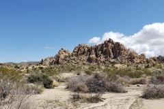 Joshua Tree National Park