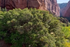 Kolob Canyon Utah