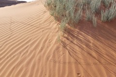 White Wash Sand Dunes Utah