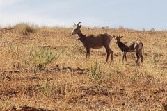 Bighoen sheep along Potash road in Islands of the Sky portion of Canyonlands National Park