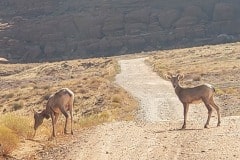 Bighoen sheep along Potash road in Islands of the Sky portion of Canyonlands National Park