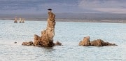 Osprey on nest at Mono Lake