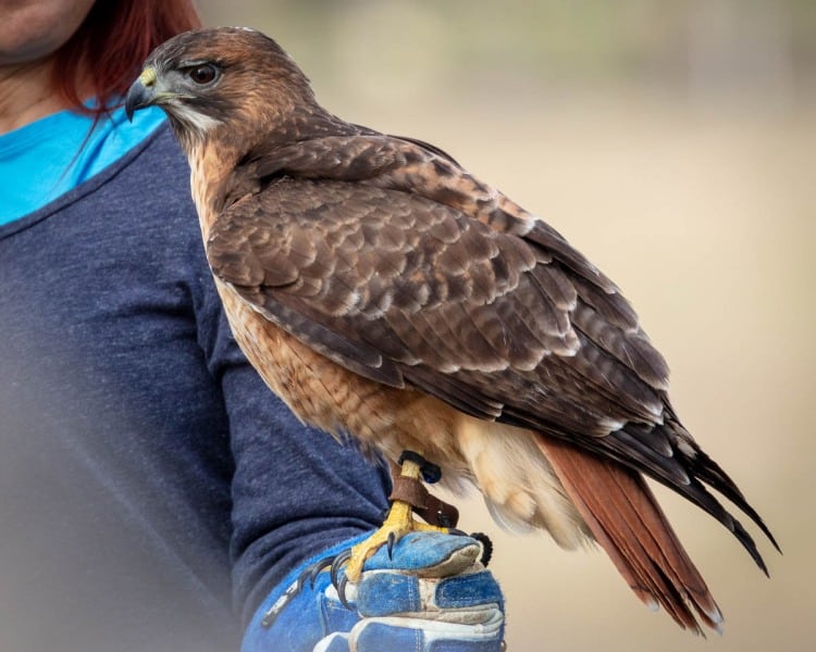 Hawkwatch, Ramona, California