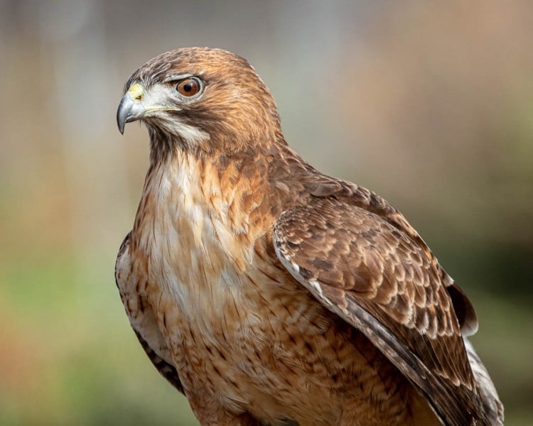 Hawkwatch, Ramona, California