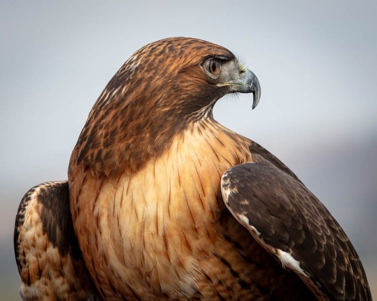 Hawkwatch, Ramona, California