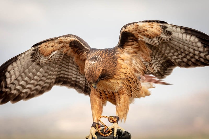 Hawkwatch, Ramona, California