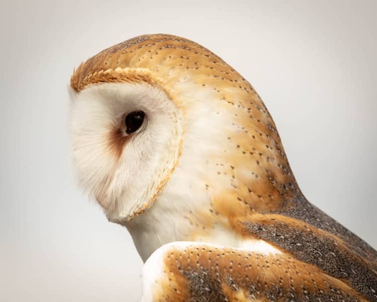 Hawkwatch, Ramona, California