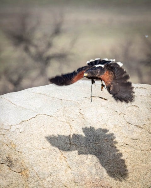 Hawkwatch, Ramona, California