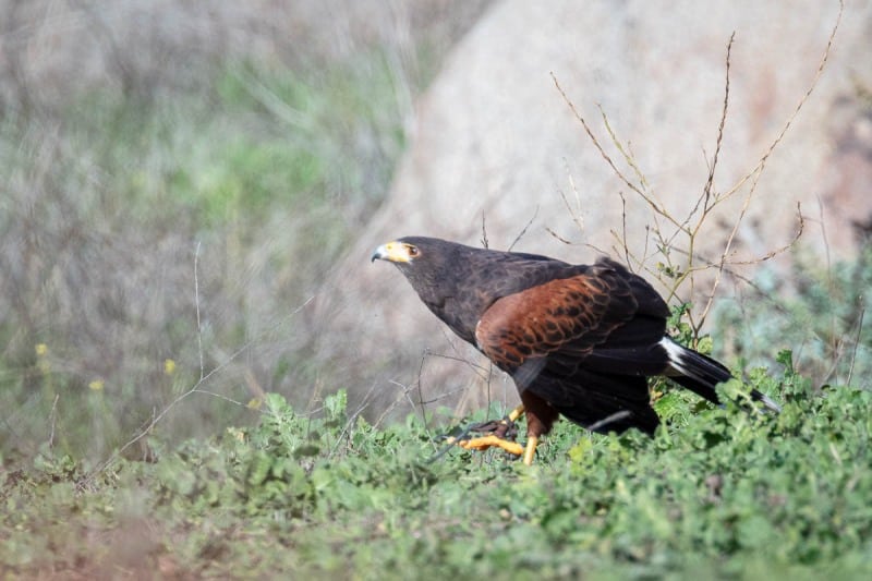Hawkwatch, Ramona, California