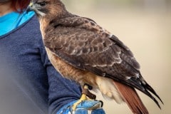 Hawkwatch, Ramona, California