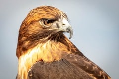 Hawkwatch, Ramona, California