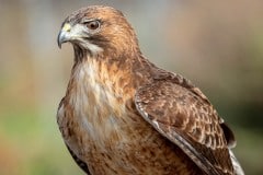 Hawkwatch, Ramona, California