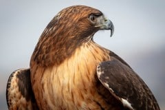 Hawkwatch, Ramona, California