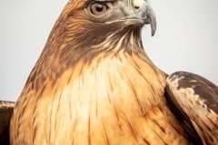 Hawkwatch, Ramona, California