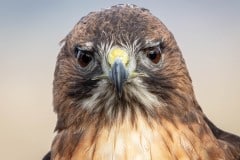 Hawkwatch, Ramona, California