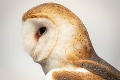 Hawkwatch, Ramona, California