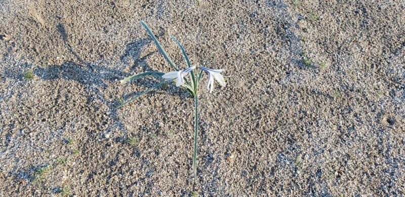 Anza Borrego State Park, California