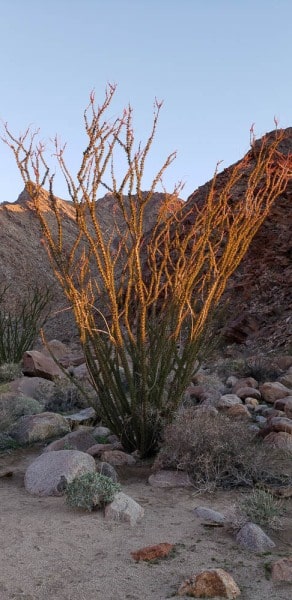 Anza Borrego State Park, Palm Canyon, California