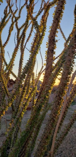 Anza Borrego State Park, Palm Canyon, California