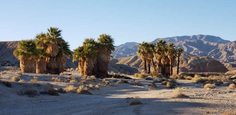Anza Borrego State Park, Seventeen Palms Oasis, California
