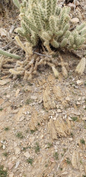 Anza Borrego State Park, California
