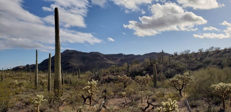 Organ Pipe National Monument, Arizona
