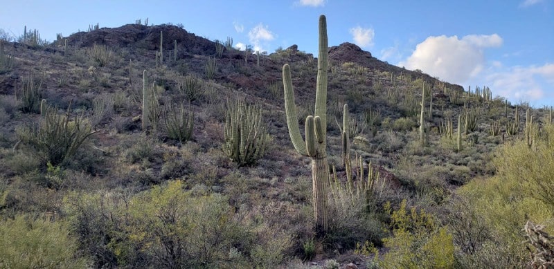 Organ Pipe National Monument, Arizona