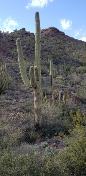 Organ Pipe National Monument, Arizona