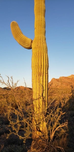 Organ Pipe National Monument, Arizona