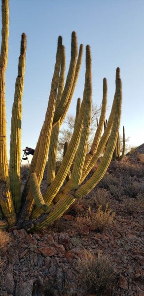 Organ Pipe National Monument, Arizona