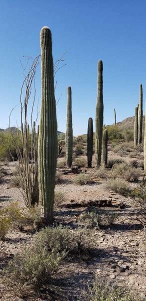 Organ Pipe National Monument, Arizona