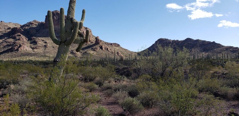 Organ Pipe National Monument, Arizona