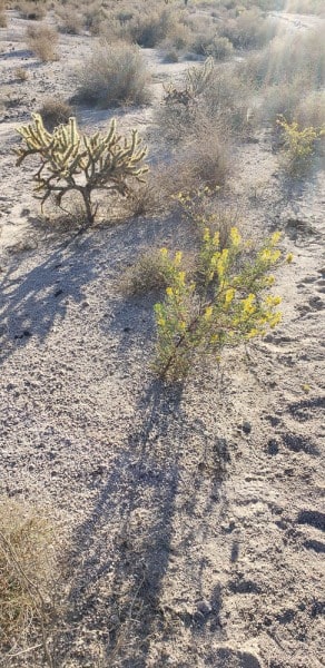 Organ Pipe National Monument, Arizona