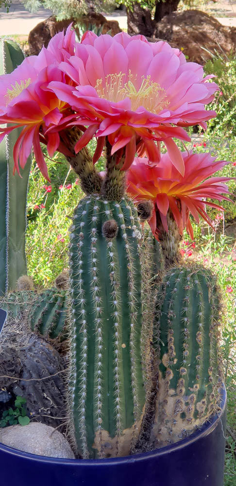 Tohono Chul Gardens, Tucson, Arizona