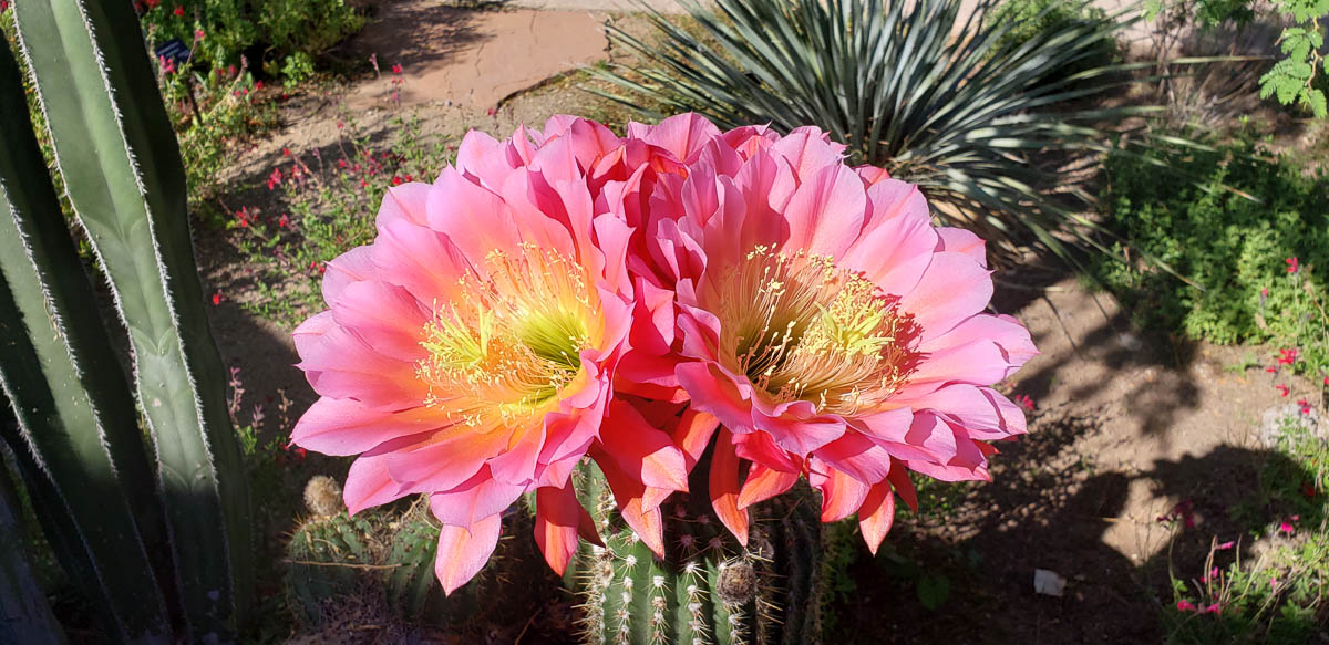 Tohono Chul Gardens, Tucson, Arizona