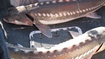 Sturgeon Fishing – Suisun Bay and Slough, CA Mar 2014