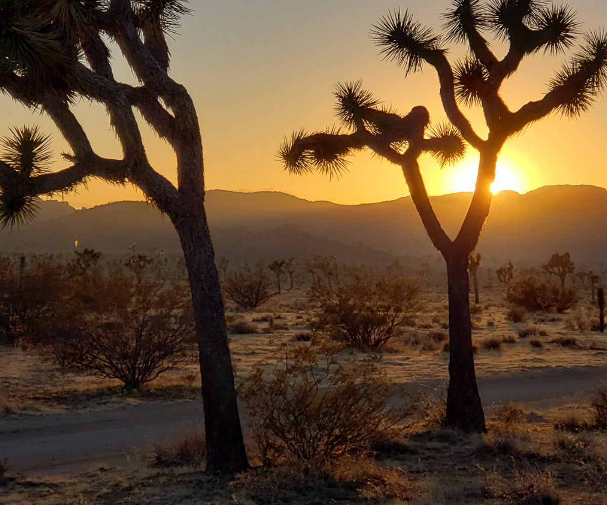Joshua Tree National Park, CA – Feb 15 2020