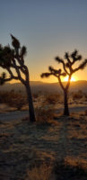 Joshua Tree National Park, CA – Feb 15 2020