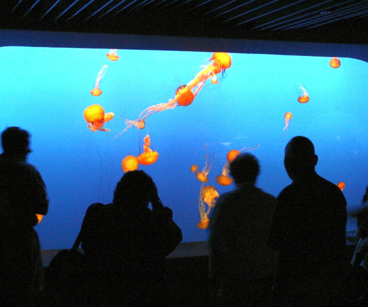Monterey Bay Aquarium, Monterey CA, July 2004