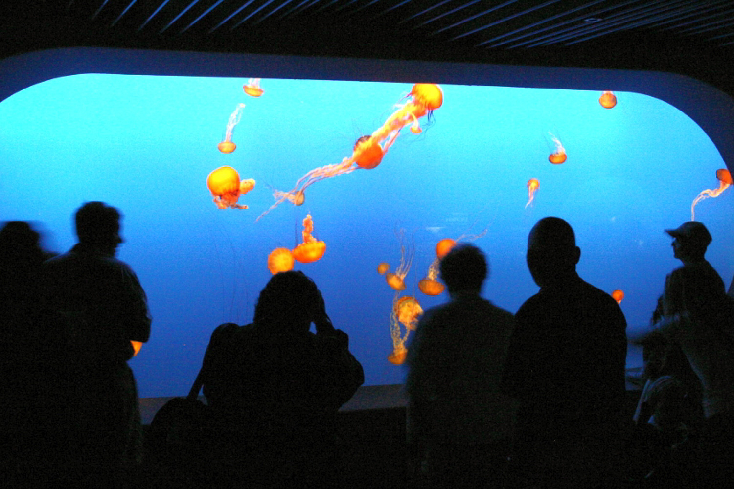 Monterey Bay Aquarium, Monterey CA, July 2004