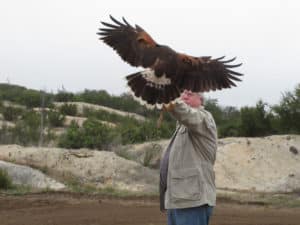 Sky Falconry – May 2015 – Alpine CA