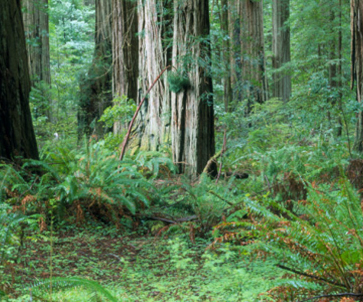 Oregon – June 2002