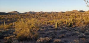 Organ Pipe National Monument, Arizona – March 3, 2022